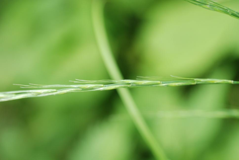 광릉개밀 이미지