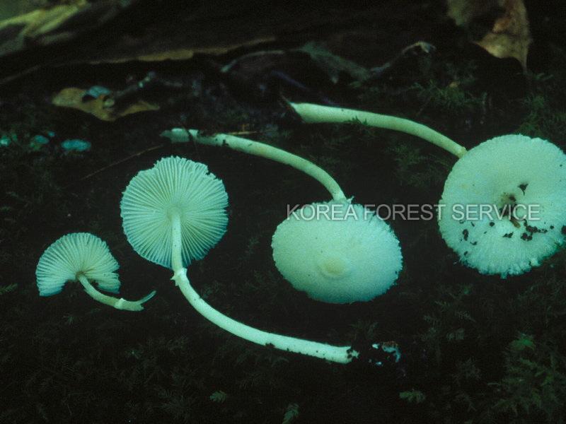 노란날개각시버섯 이미지