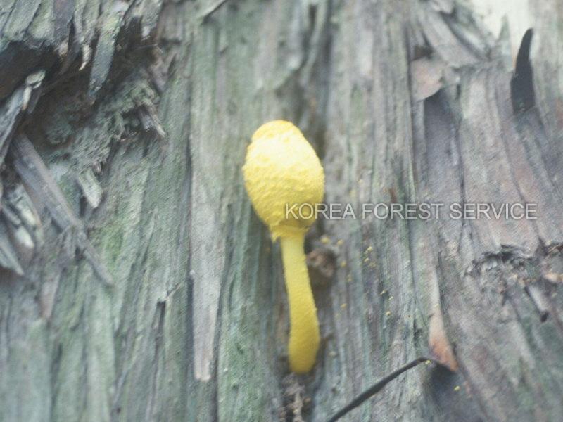 노란소똥버섯 이미지