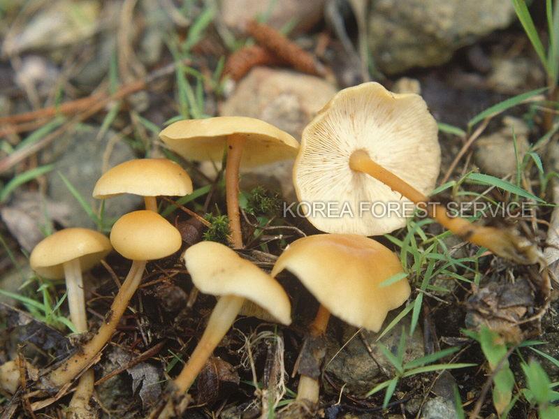 노란애주름버섯 이미지