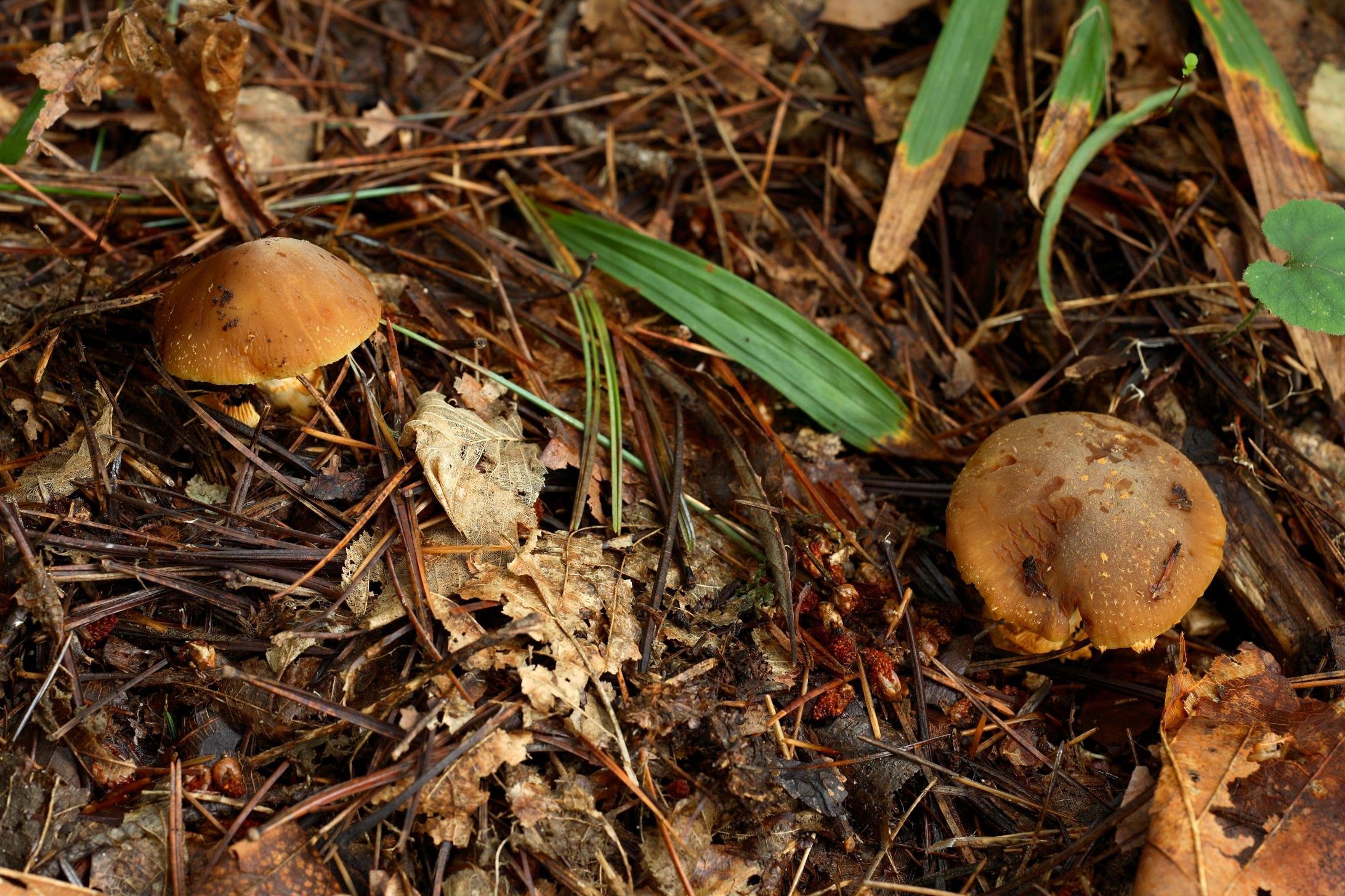 노란턱돌버섯 이미지