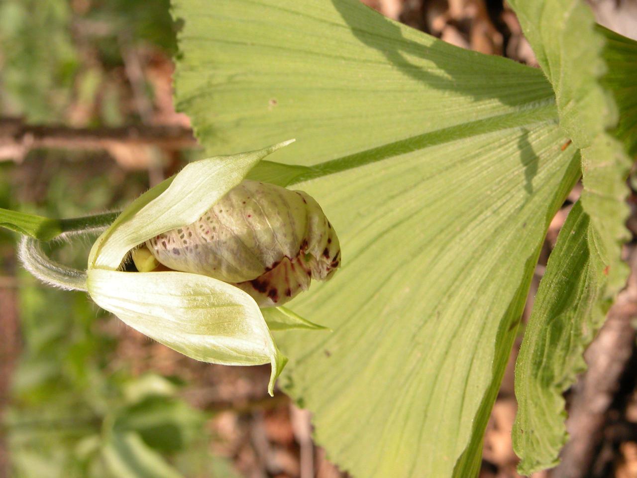 광릉요강꽃 이미지