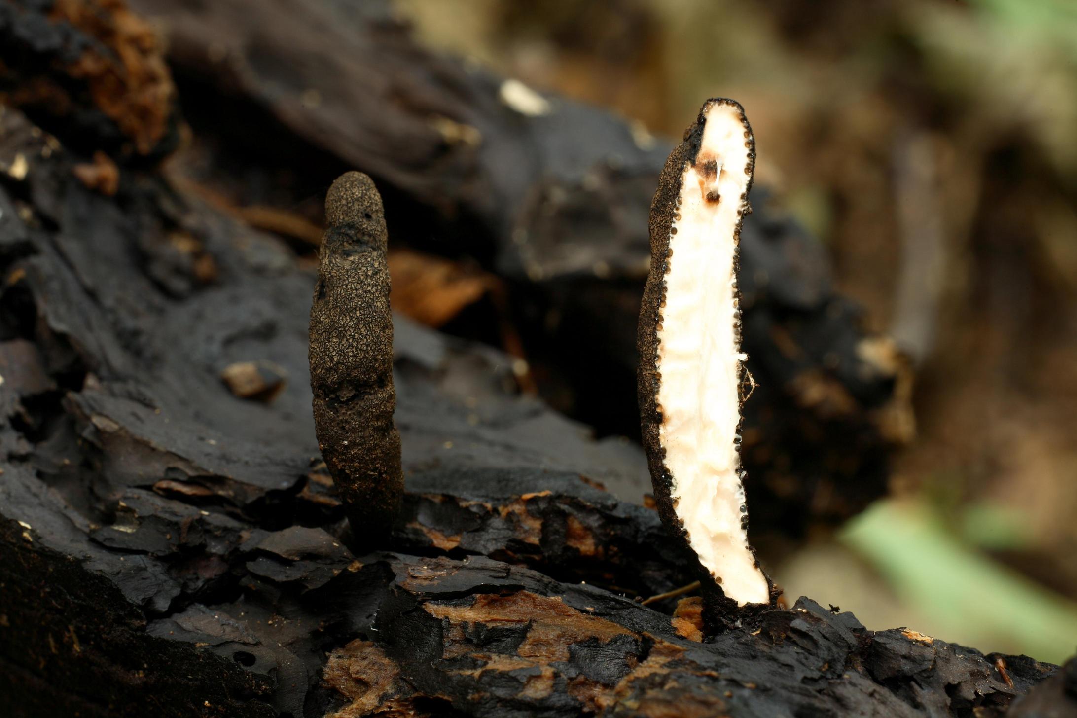 다형콩꼬투리버섯 이미지