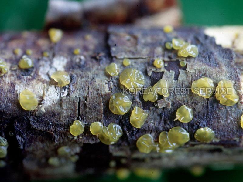 다형포자붉은목이 이미지