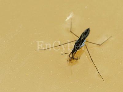 소금쟁이 이미지