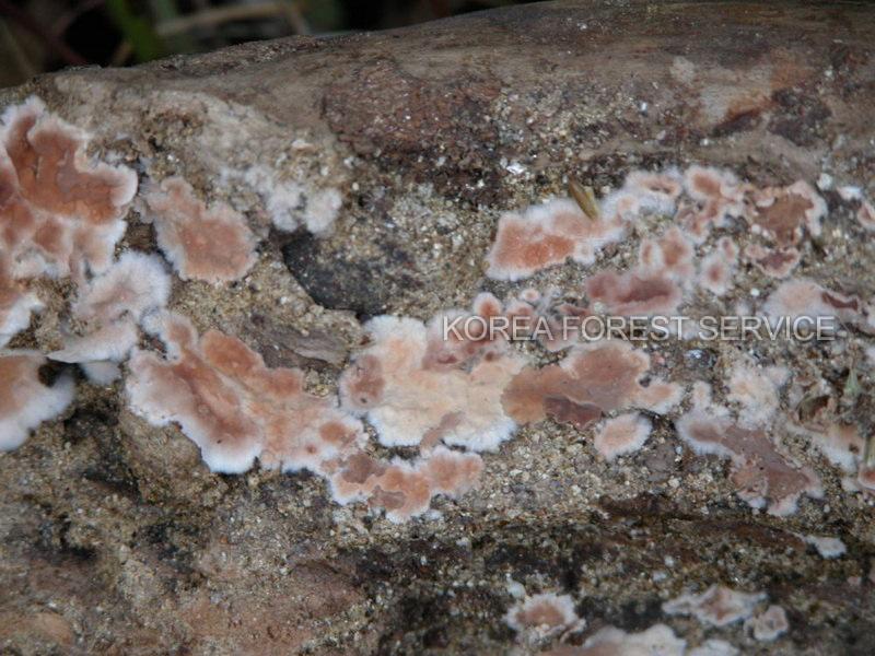 담자고약버섯 이미지