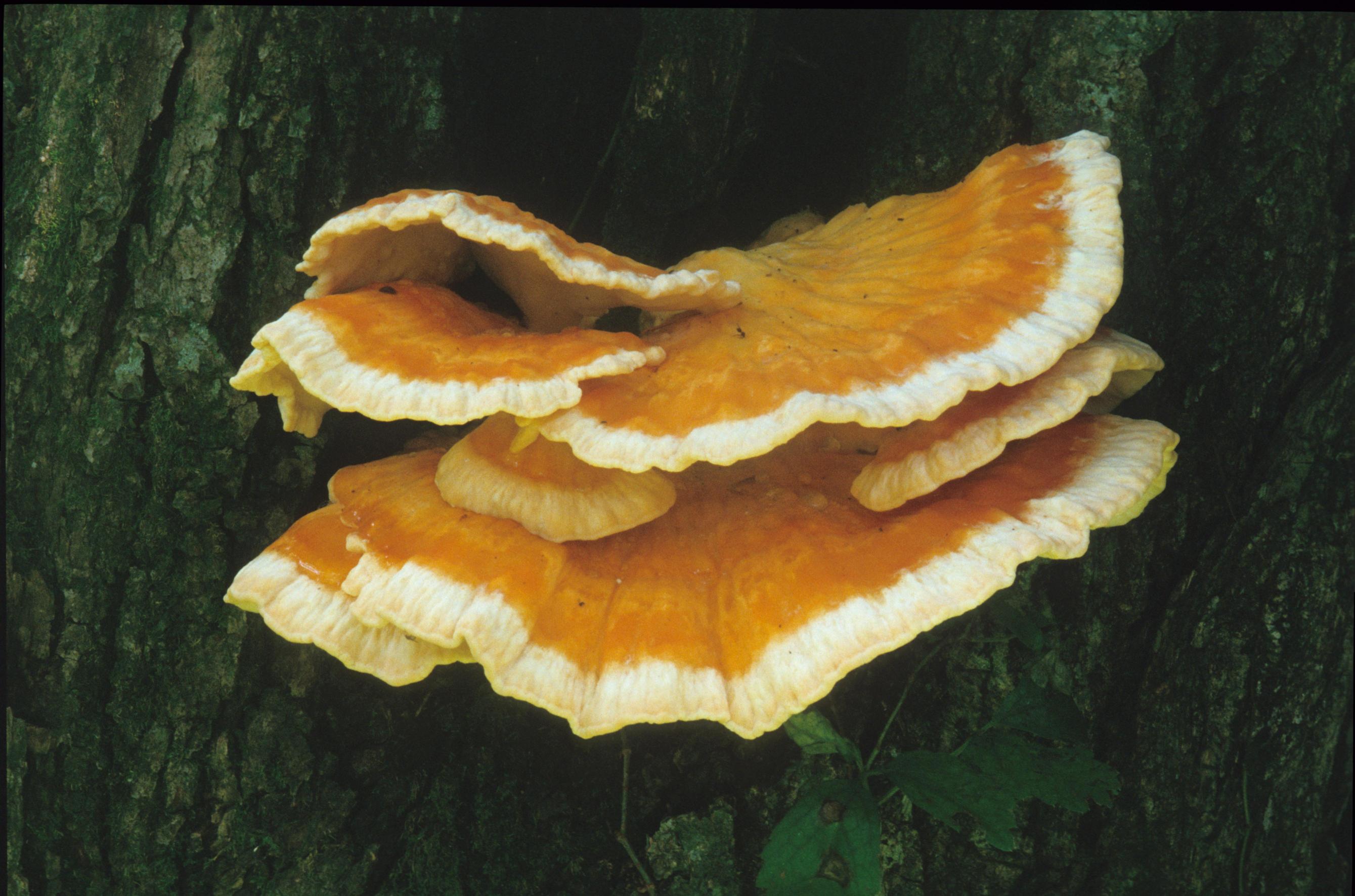 덕다리버섯 이미지