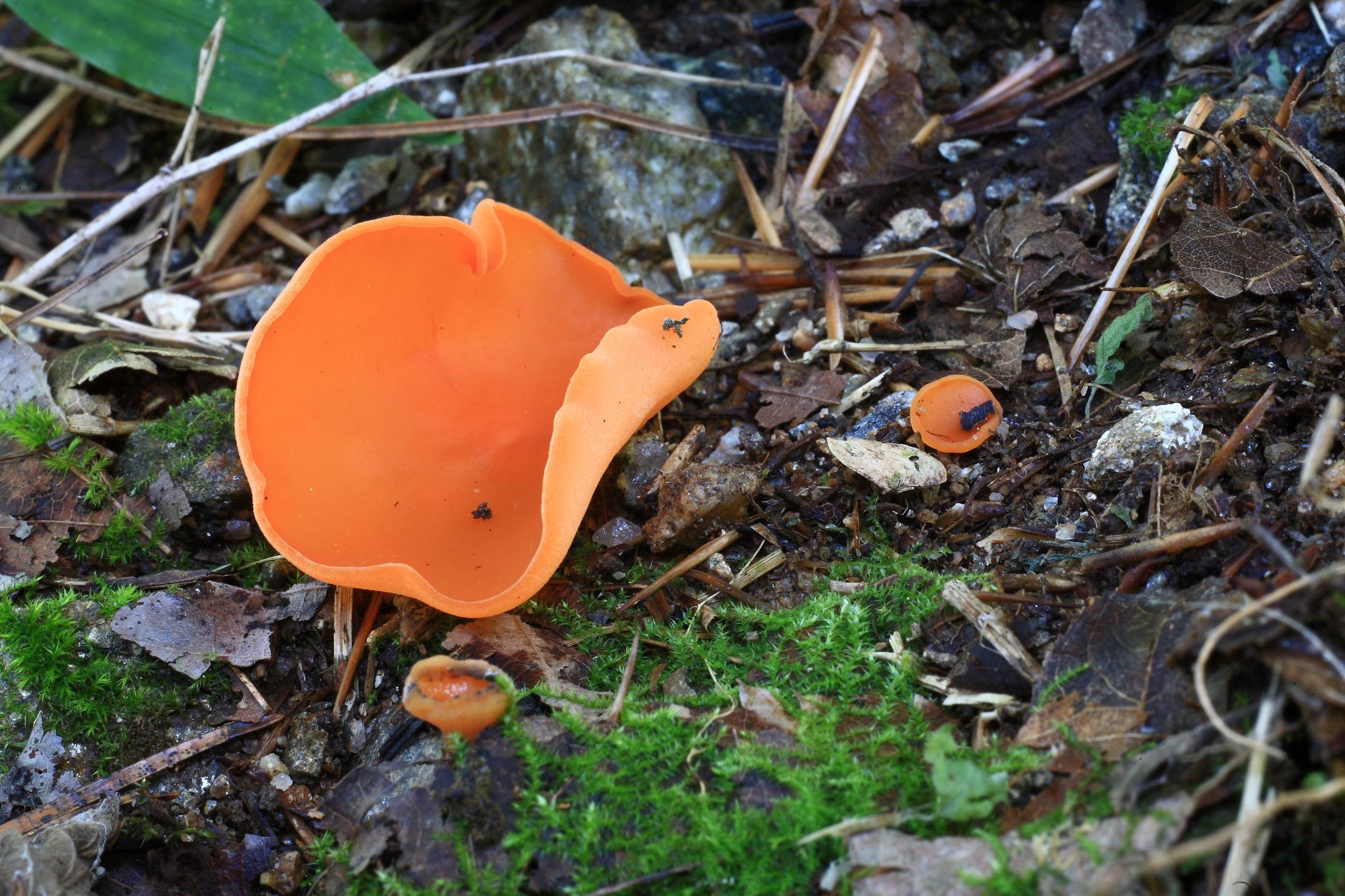 들주발버섯 이미지