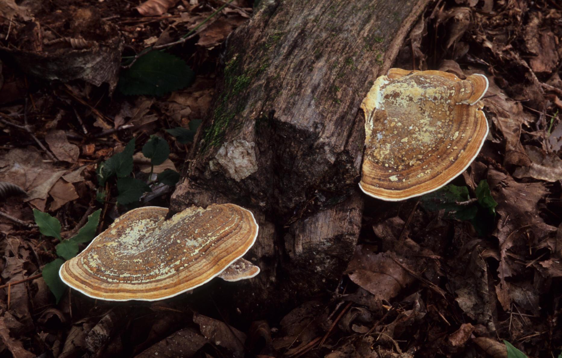 등갈색미로버섯 이미지