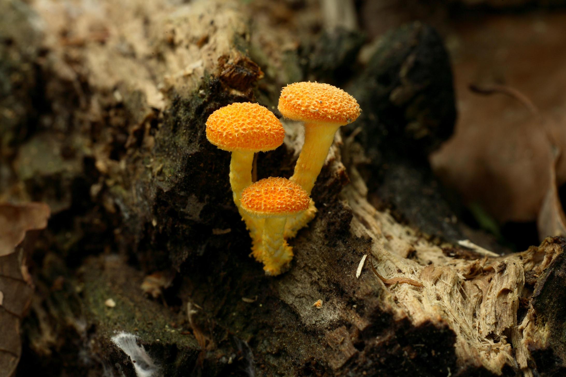 등색가시비녀버섯 이미지