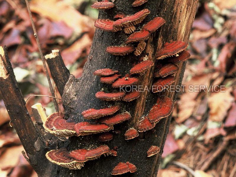 때죽조개껍질버섯 이미지