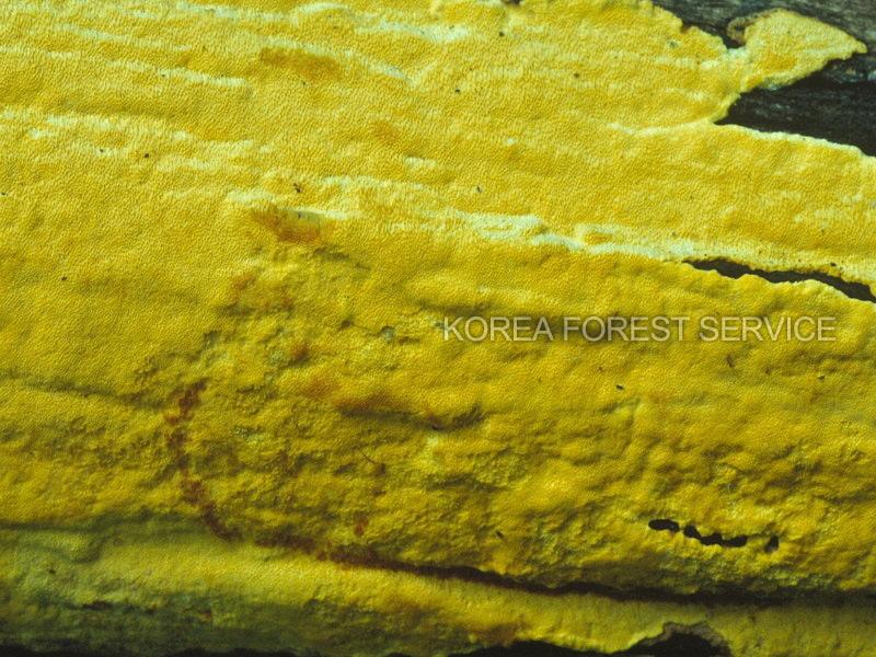 레몬고약버섯 이미지