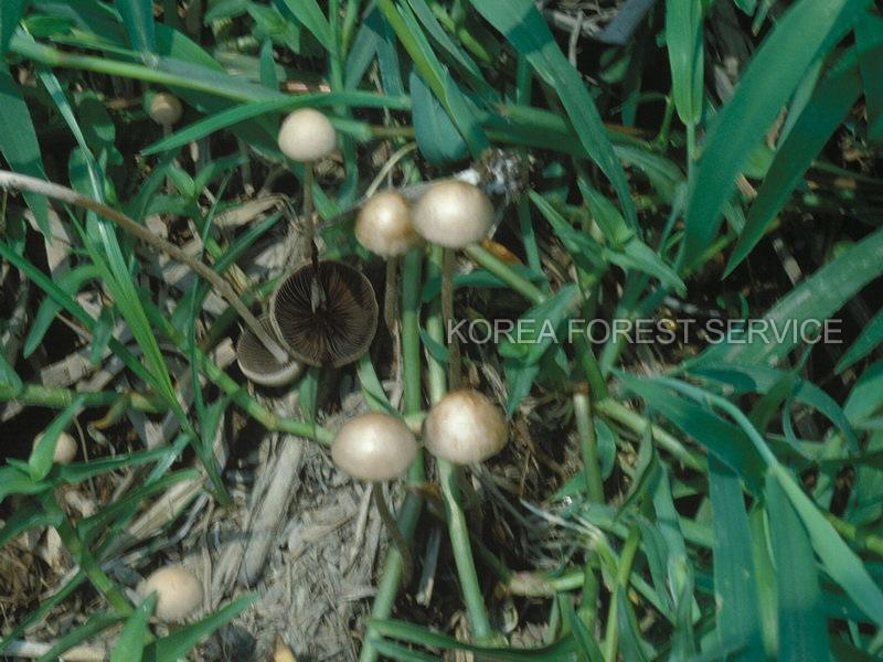 말똥버섯아재비 이미지