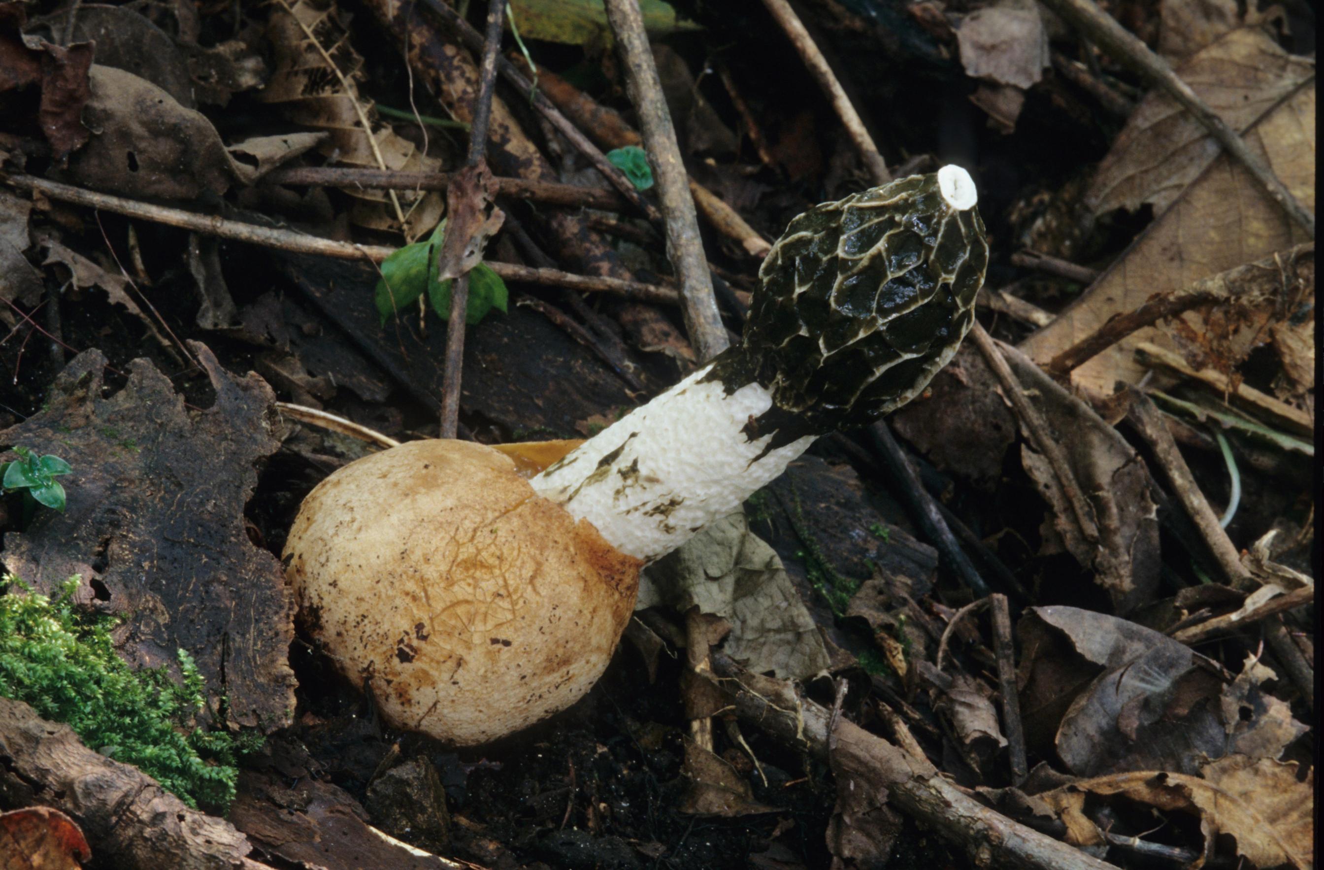 말뚝버섯 이미지