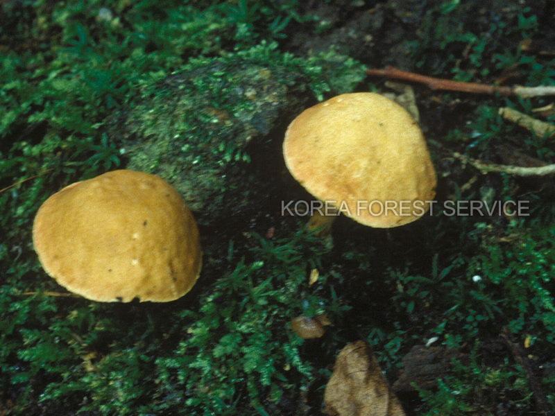 매운그물버섯 이미지