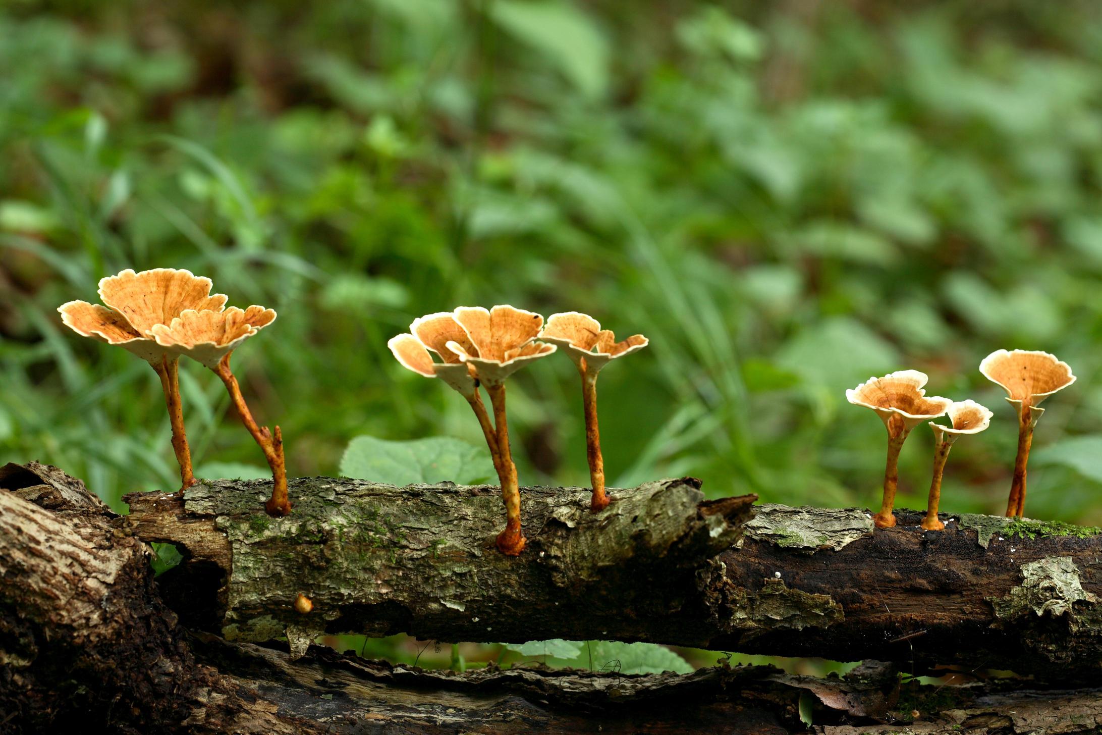 메꽃버섯부치 이미지