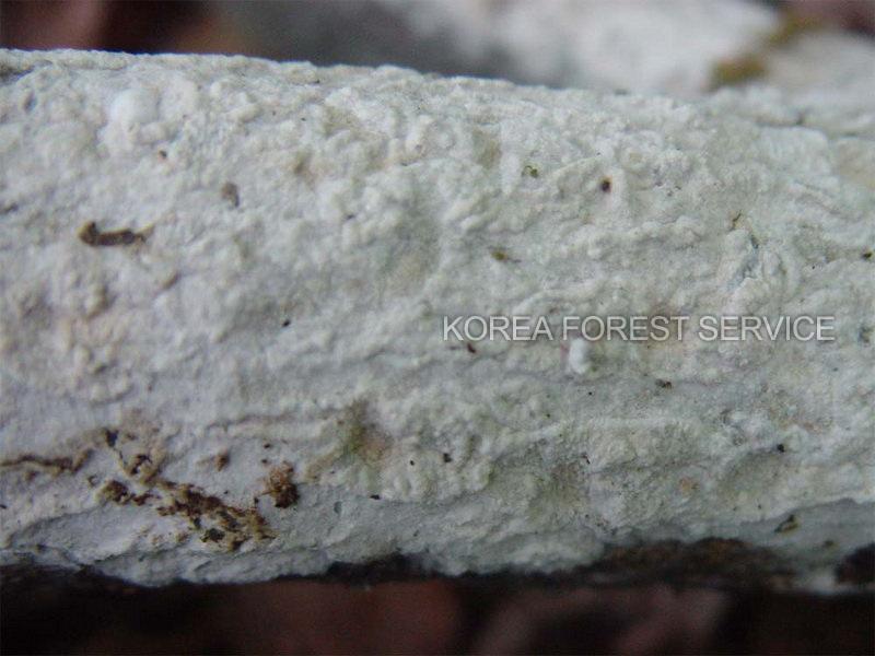 목재고약버섯 이미지