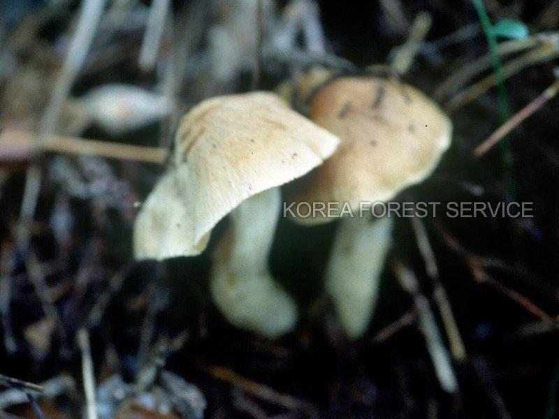 무자갈버섯 이미지