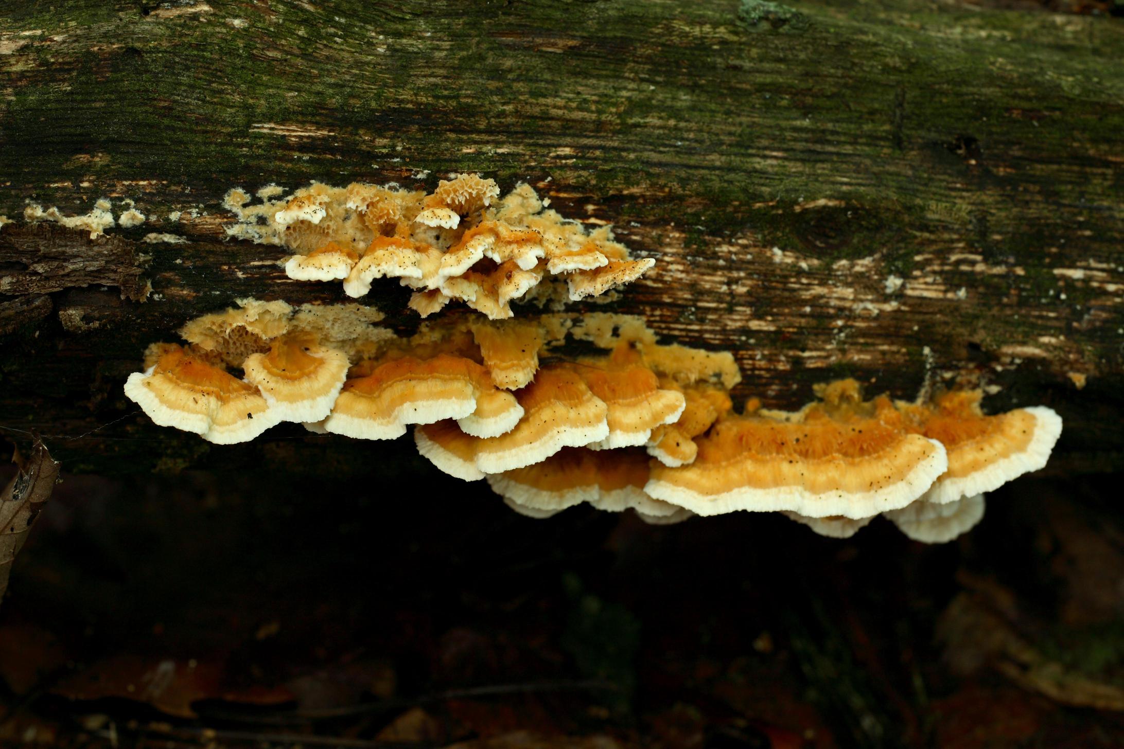 바늘버섯 이미지