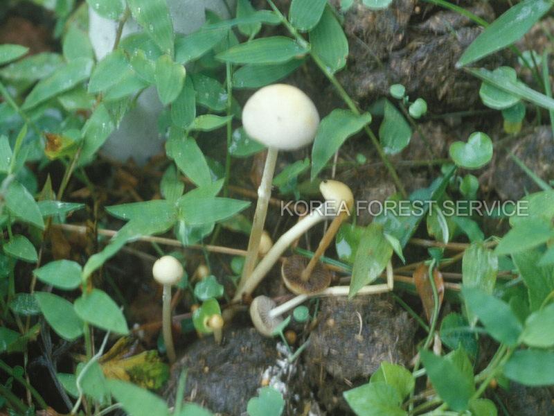 반구포도버섯 이미지