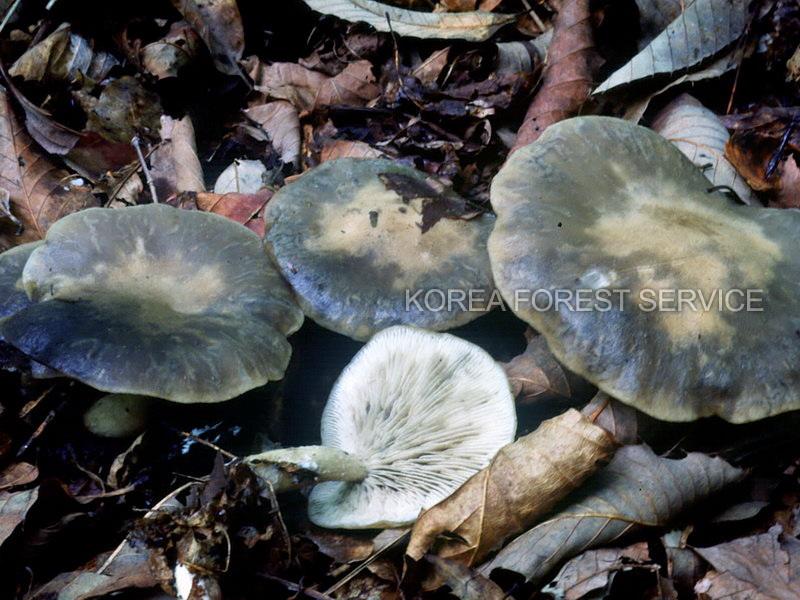 반투명만가닥버섯 이미지