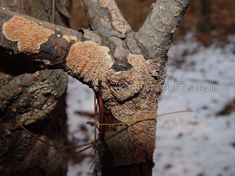 밤털구멍버섯 이미지
