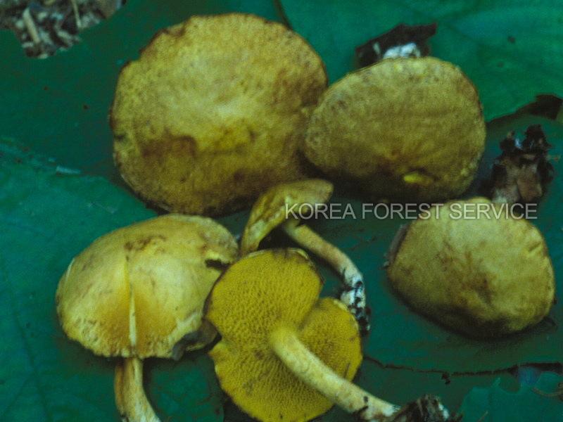 방망이그물버섯 이미지