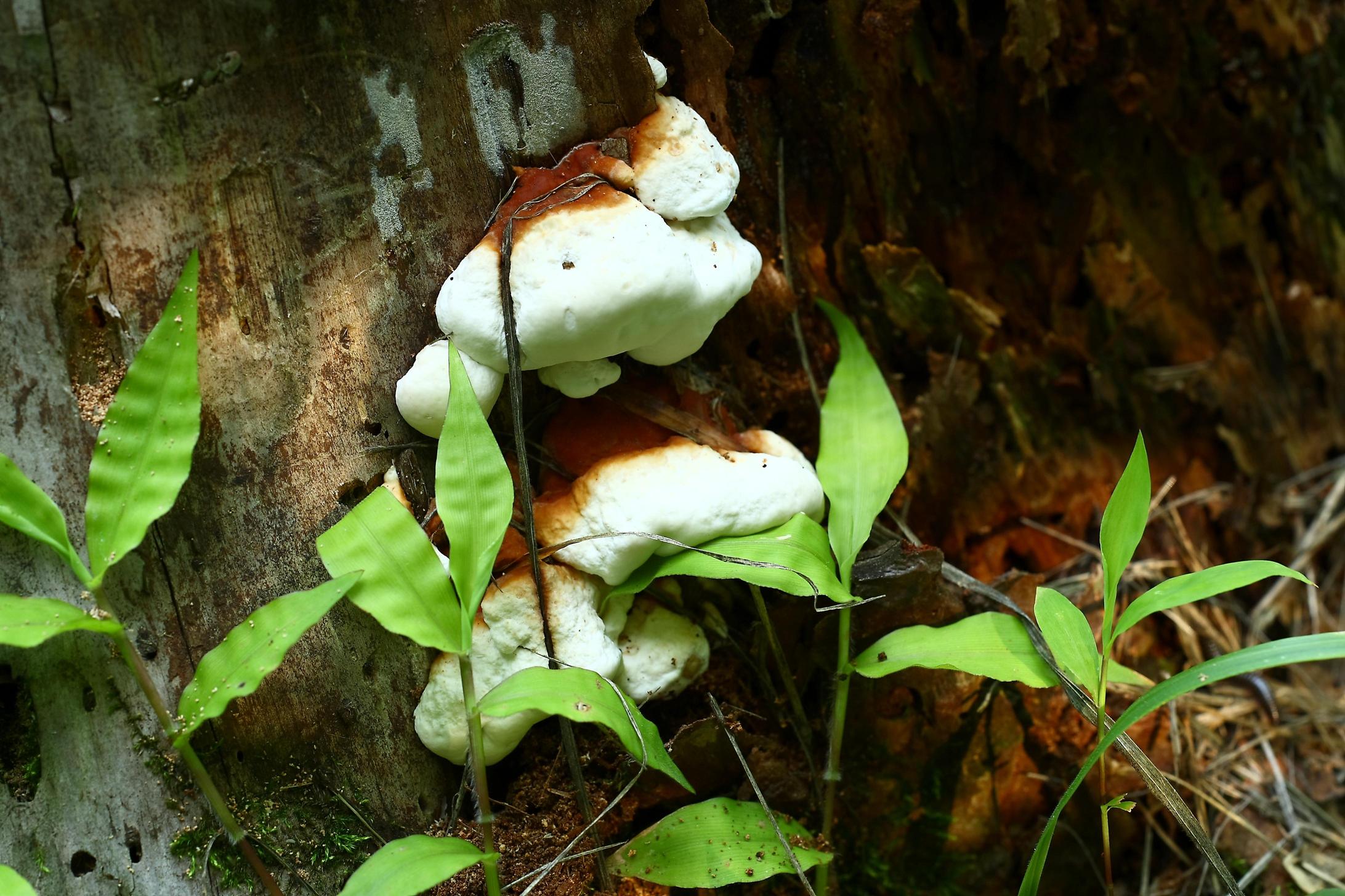 벽돌빛뿌리버섯 이미지