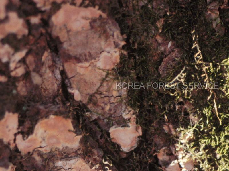 별소나무무늬버섯 이미지