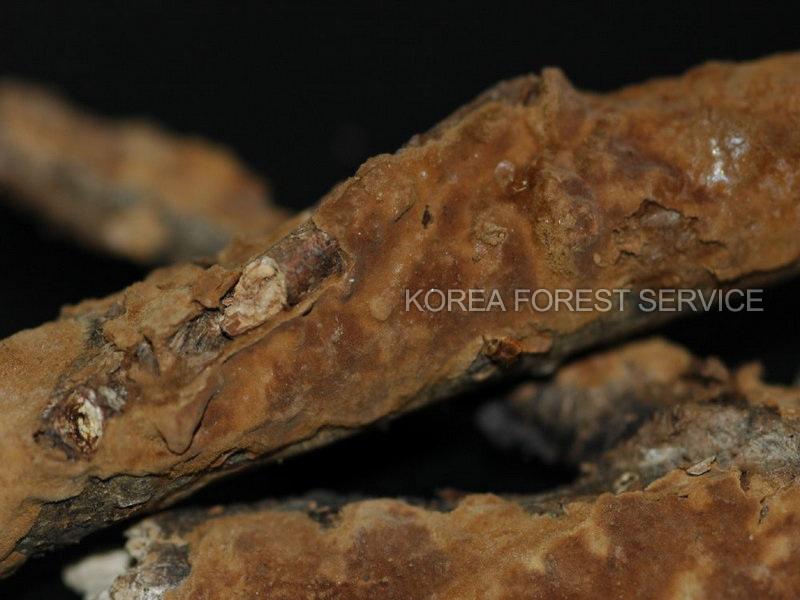 보라종이비늘버섯 이미지