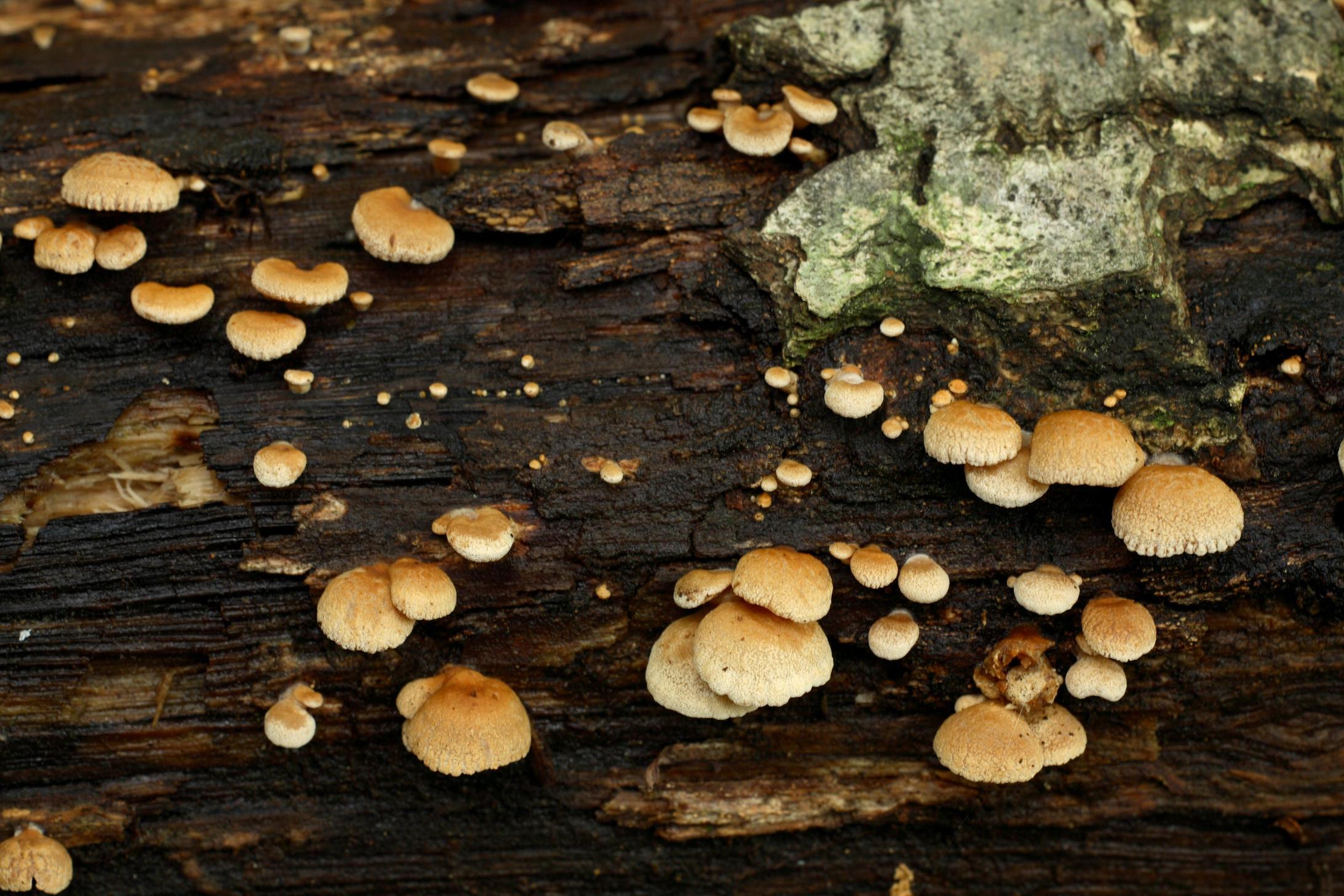 부채버섯 이미지