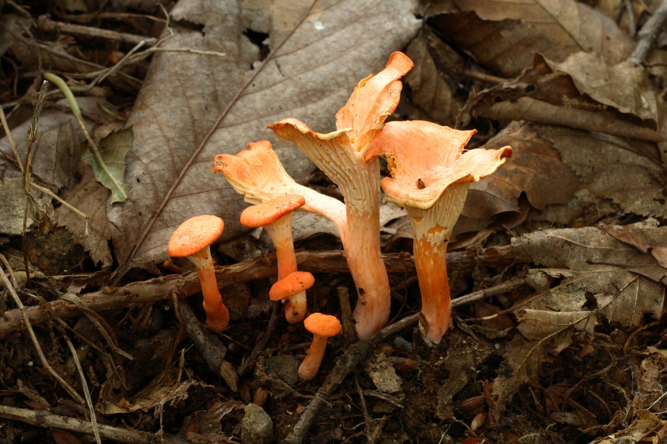 붉은꾀꼬리버섯 이미지