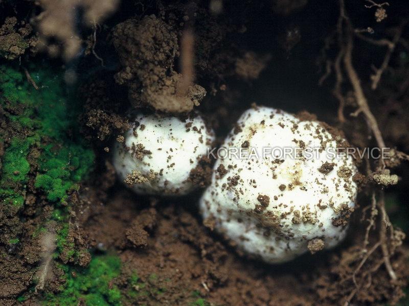 붉은알버섯 이미지