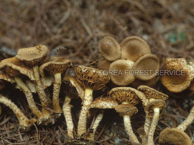 비늘버섯 이미지