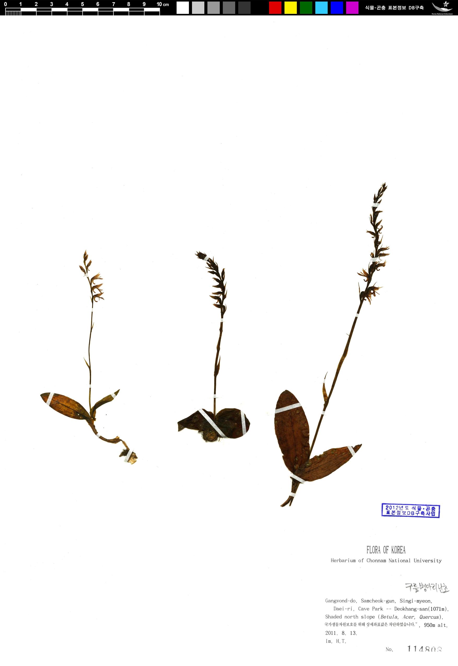 구름병아리난초 이미지