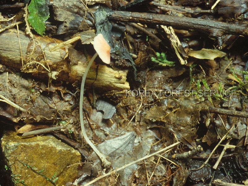 빨간애주름버섯 이미지