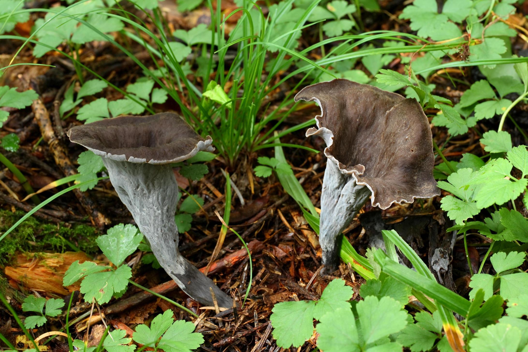 뿔나팔버섯 이미지