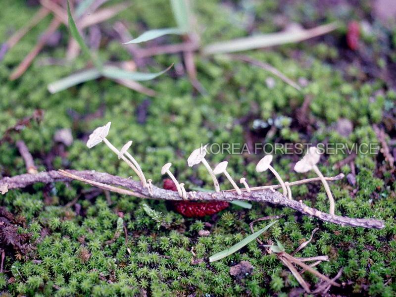 삼나무선녀버섯 이미지