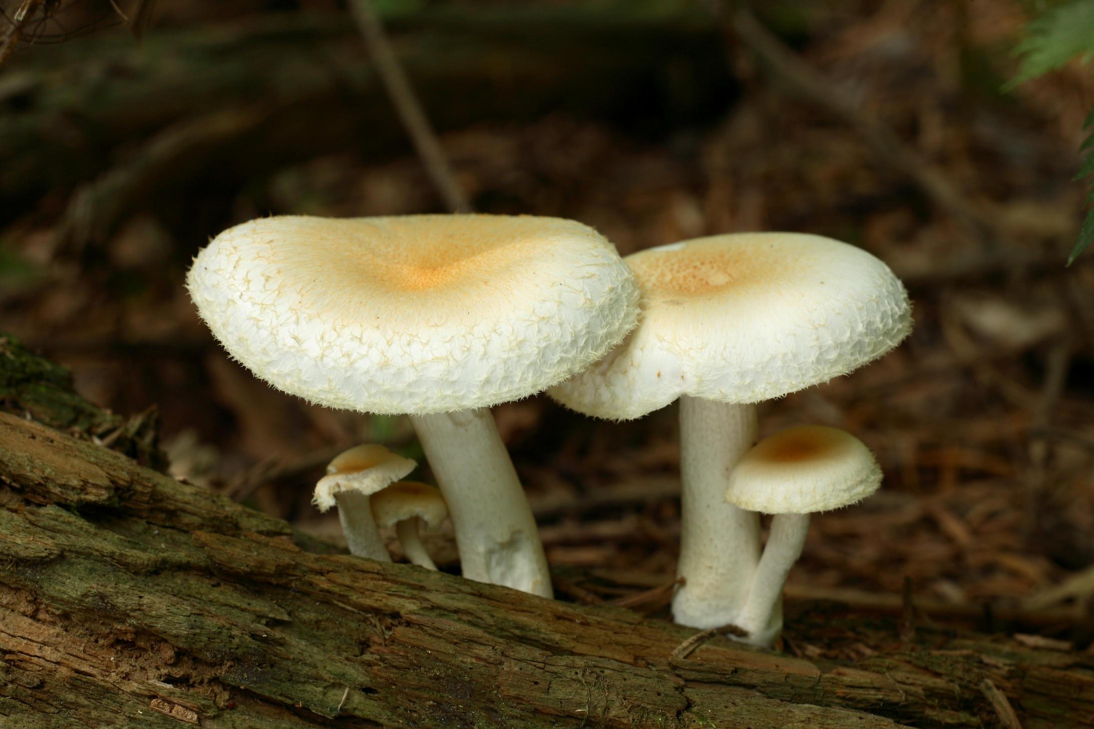 새잣버섯 이미지