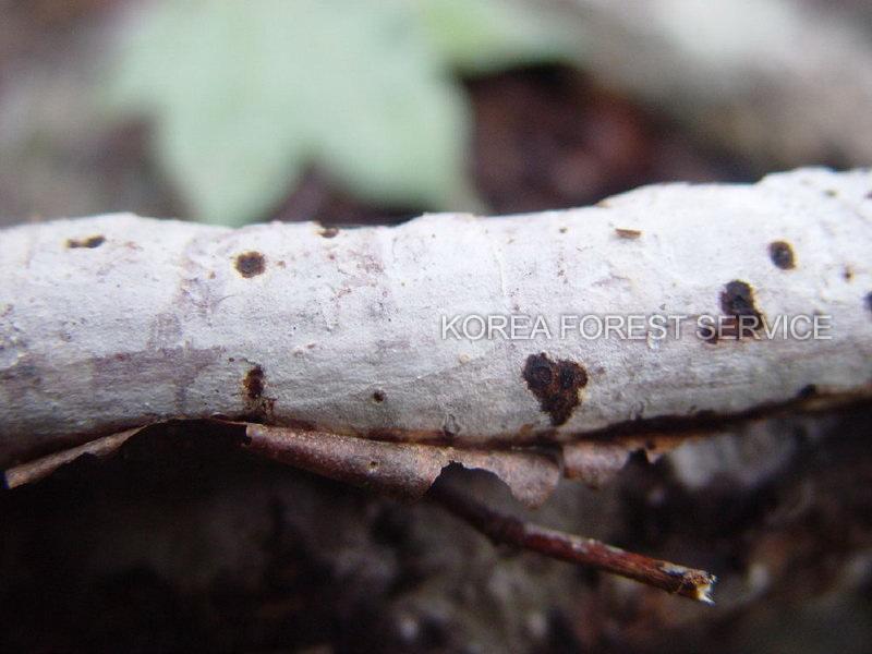 새재고약버섯 이미지