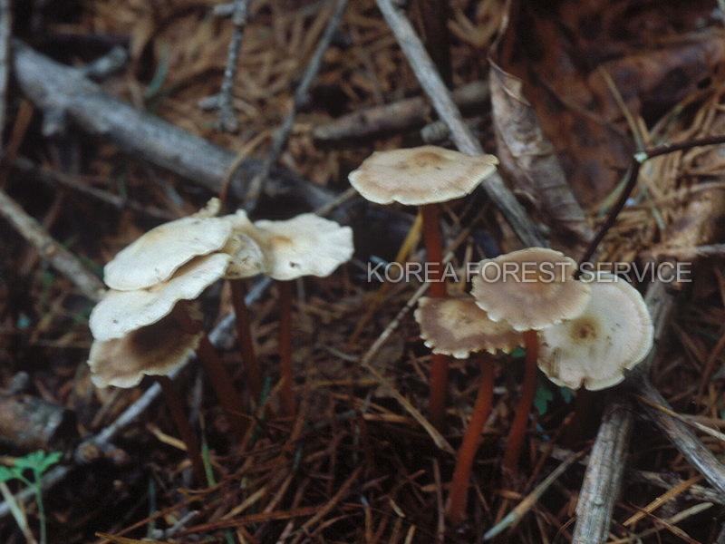 선녀꽃애기버섯 이미지