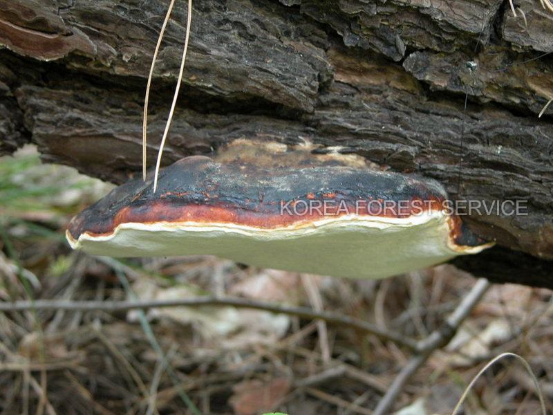 소나무잔나비버섯 이미지