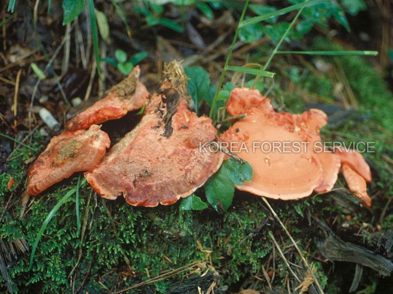 소혀버섯 이미지