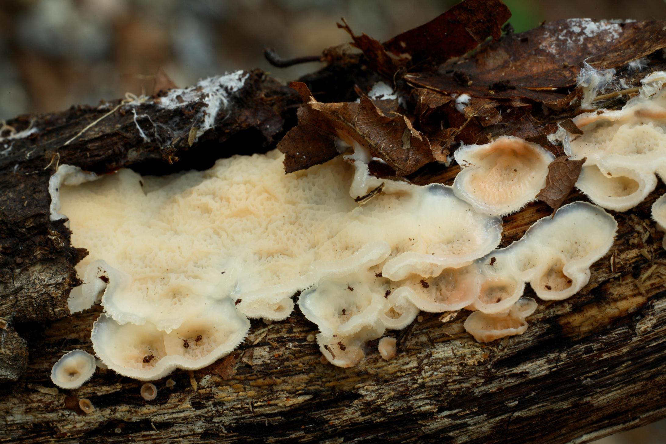아교버섯 이미지