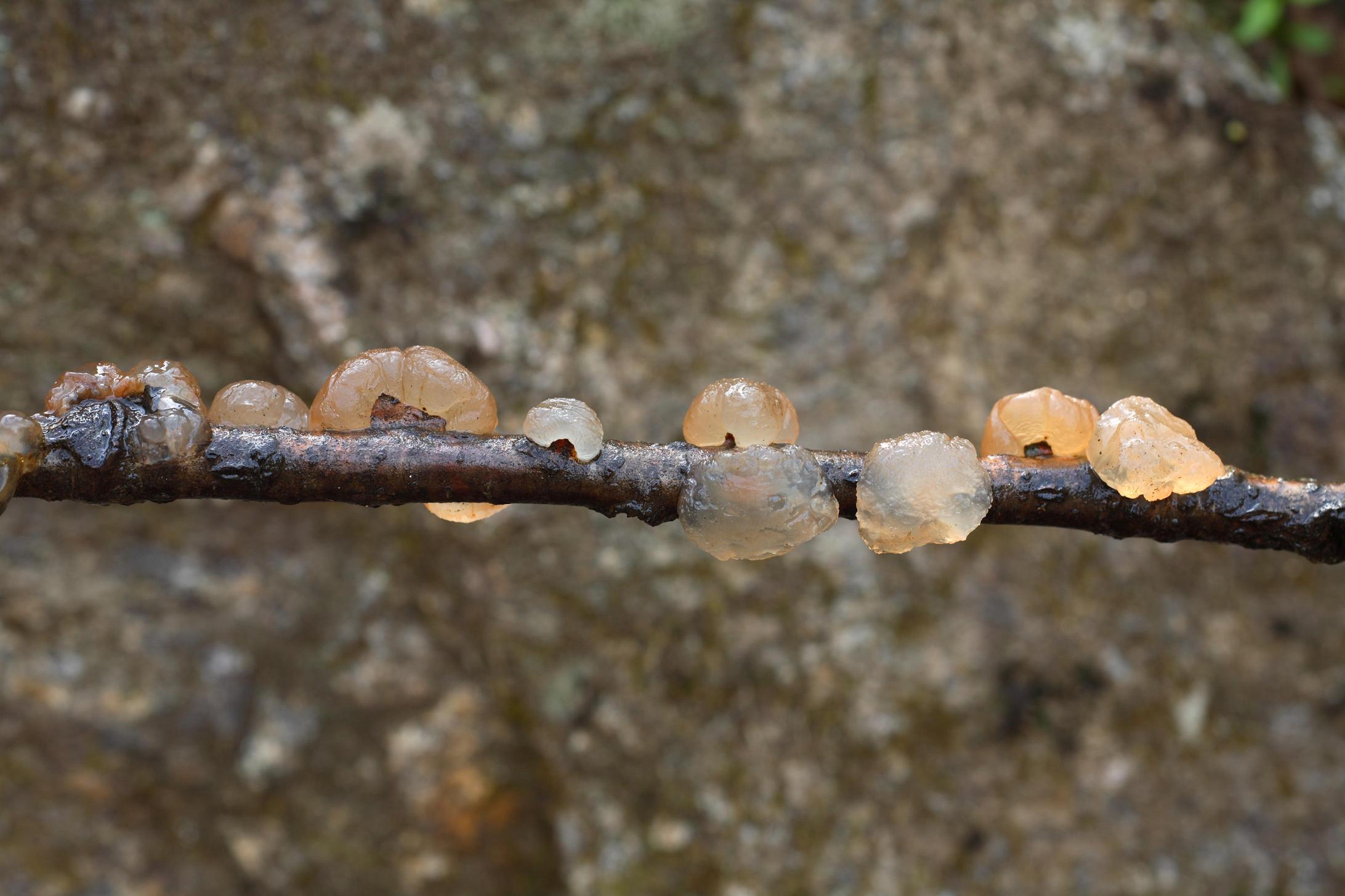 아교좀목이 이미지