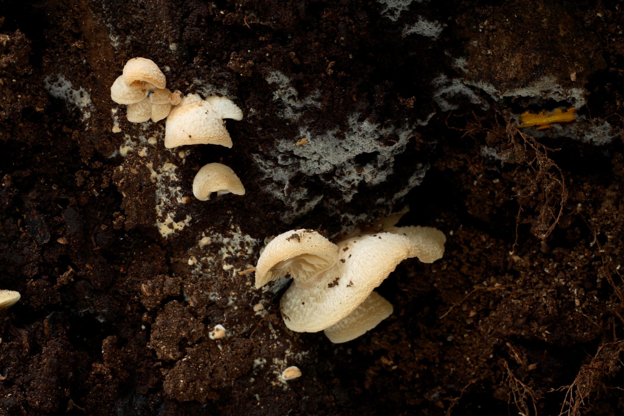 애기꼬막버섯 이미지