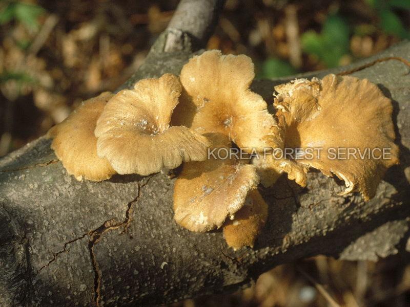 애참버섯 이미지