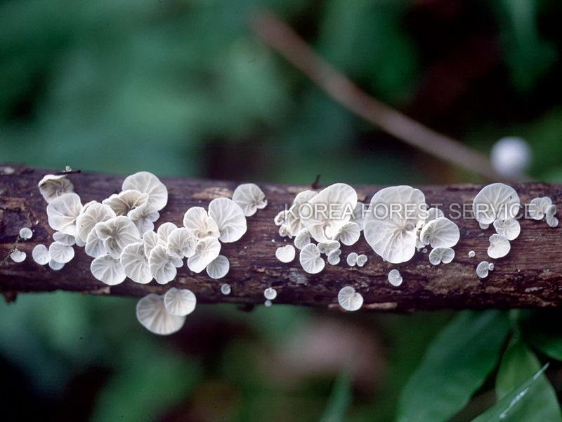 양상치잎맥버섯 이미지