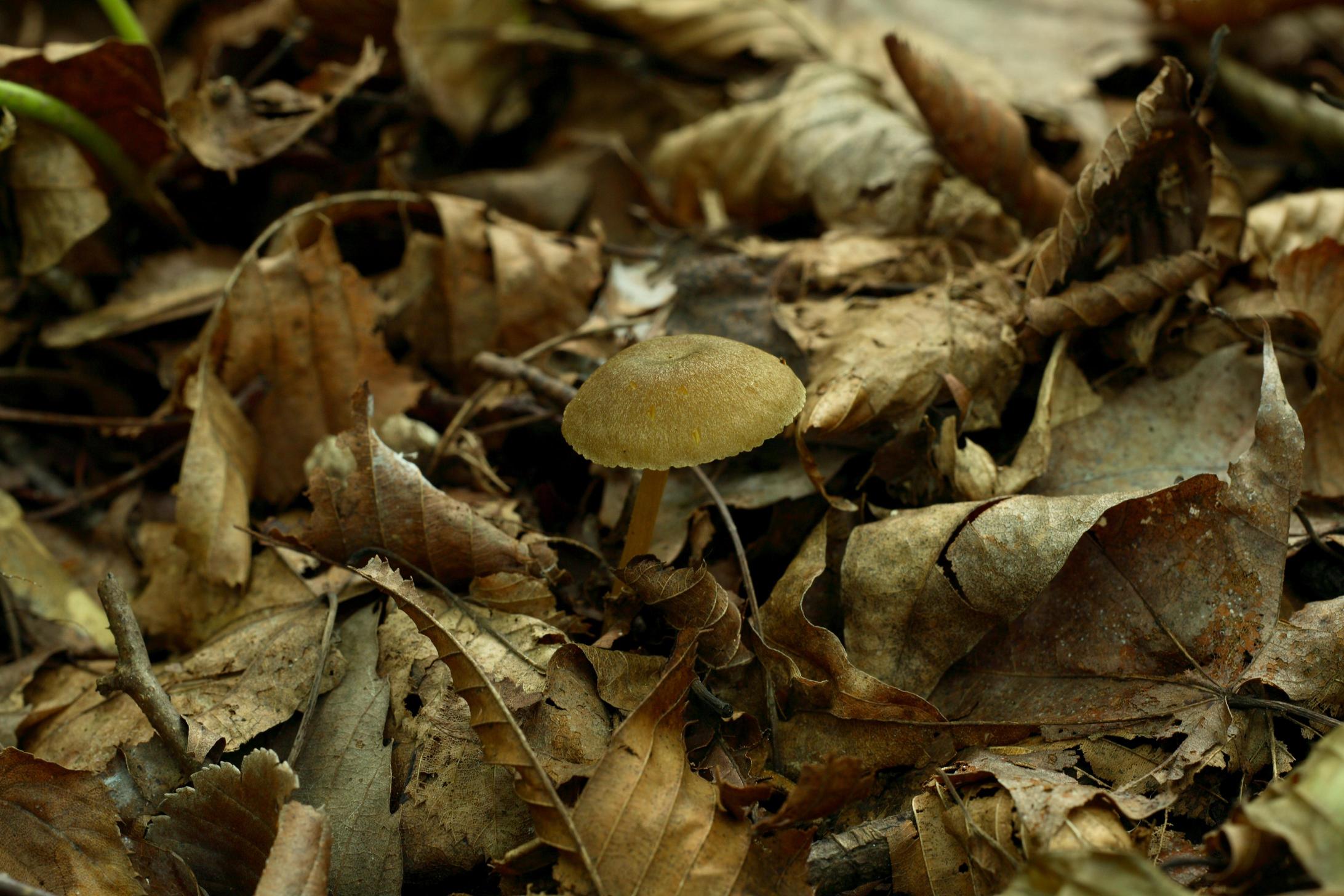 오목꿀버섯 이미지