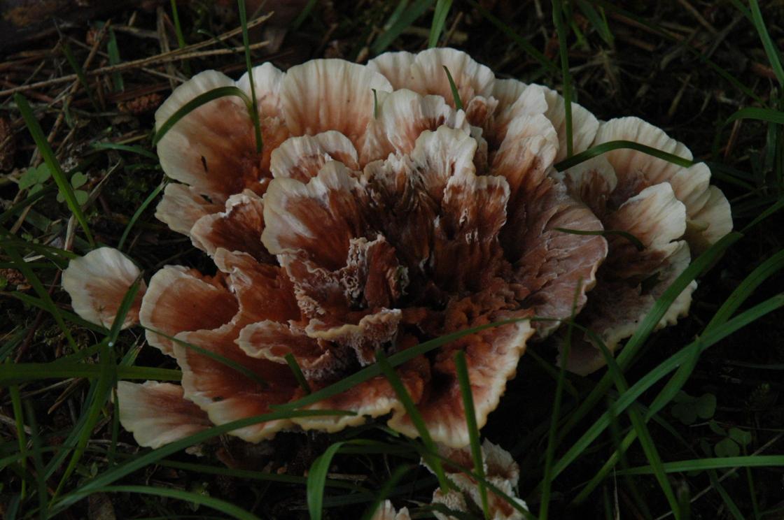 유관버섯 이미지